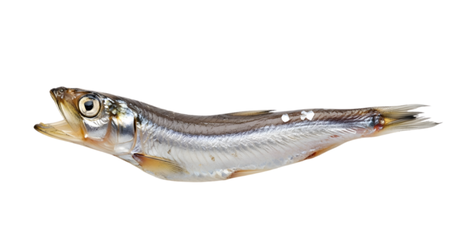 Single capelin fish with silver scales and open mouth on white background.
