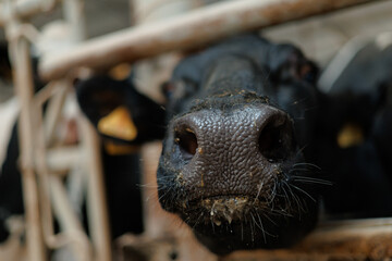 Close-up of curious cow sniffing camera in farm setting