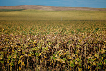 Expansive sunflower field under clear blue sky