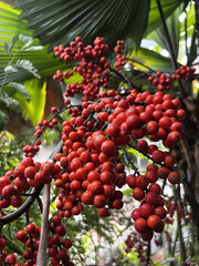 red fruit on palm tree