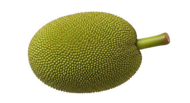Isolated unripe jackfruit whole, the tropical fruit growing in Southeast Asia or India, raw