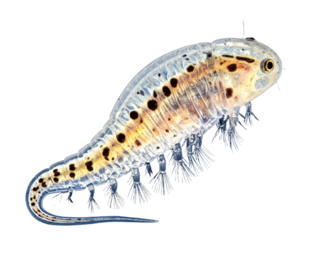 “Realistic Spotted Amphibian Larva, isolated on transparent background”.