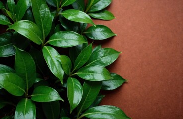Fototapeta premium Lush green leaves of a plant arranged on a warm brown background
