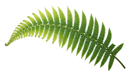 Isolated fern frond with textured, bright green pinnules against a simple background