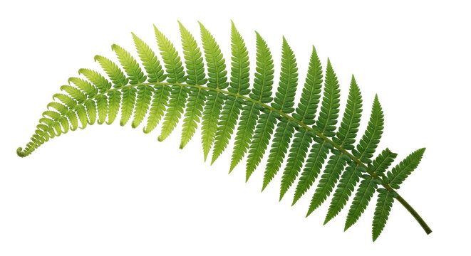 Isolated fern frond with textured, bright green pinnules against a simple background