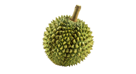 Isolated durian fruit, fresh spiky tropical delicacy, stinky flavorful exotic gourmet fruit