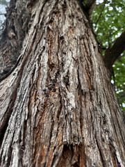 tree bark texture