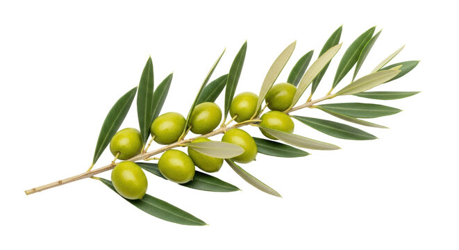 Isolated sprig of green olives with long leaves, healthy food ingredients, vegetarian - Powered by Adobe