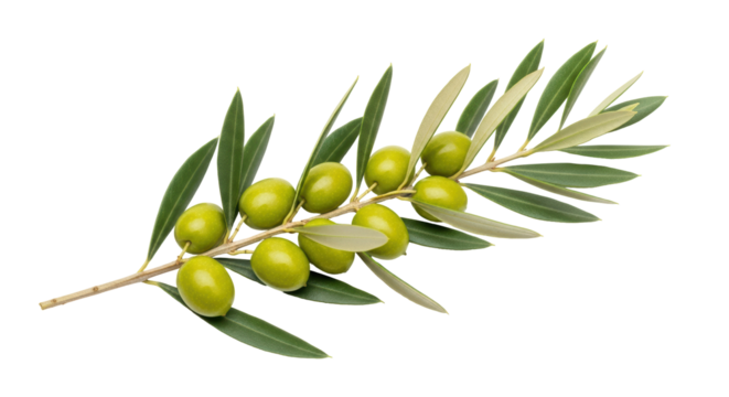 Isolated sprig of green olives with long leaves, healthy food ingredients, vegetarian - Powered by Adobe