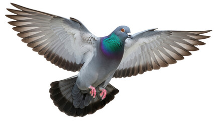 Obraz premium Isolated flying pigeon, rock dove in midair with wings spread, front view against bright backdrop