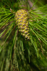 Beautiful open pine cone glowing in sunlight on forest branch