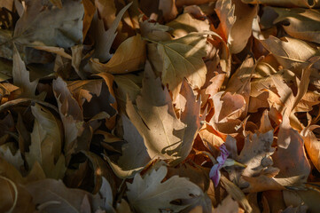 Dry platanus leaves glowing in sunlight macro