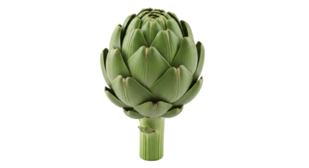 Isolated raw artichoke, green healthy food, fresh nutritious vegetable with stem for cooking