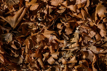 Sunlit dry autumn leaves close-up for photography
