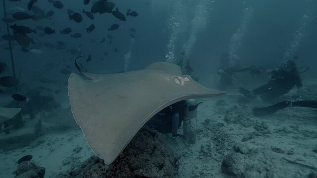 Divers observe a large school of stingrays swimming together in the deep ocean, their graceful movements and coordinated gliding revealing the beauty and social behavior of marine life
