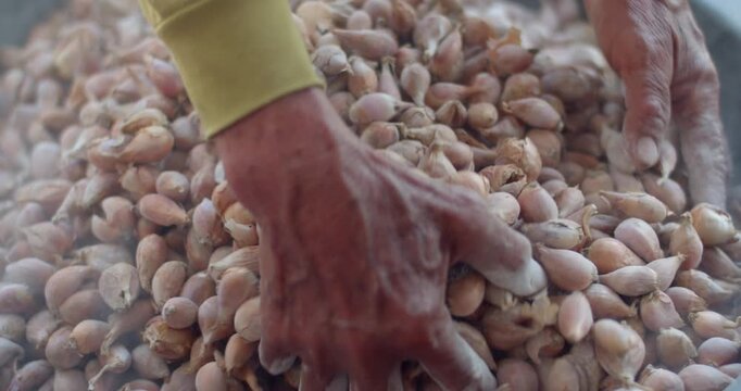 Add lime to the onions to improve the soil to a neutral pH level, which will help reduce the acidity of the soil and help plants absorb nutrients better.