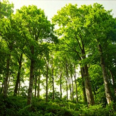 Obraz premium Lush forest canopy