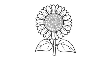 Vibrant Sunflower Blooming Line Art on an Isolated White Background, Nature and Summer Flower