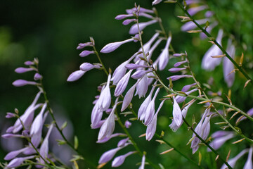 Hosta flowers close up. Purple Hosta flowers close up on sunny day.