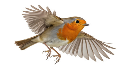 Isolated European robin bird with open wings flying in the air, bright feathers, wildlife shot