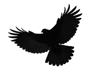 Naklejka premium “Silhouette of Angry Black Bird with Spread Wings, isolated on transparent background”.