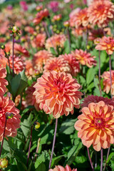 field of dahlia Arancia, red, orange and yellow on the petals