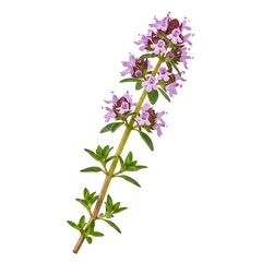 Fototapeta premium flowering twig thyme spice isolated on white background