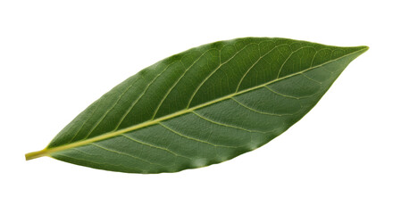 Obraz premium Isolated bay leaf ingredient for cooking, flavor and aromatherapy, close-up shot