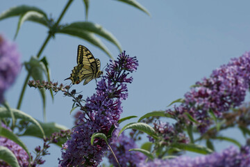 Old World Swallowtail or common yellow swallowtail (Papilio machaon) sitting on summer lilac in Zurich, Switzerland