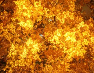 A vibrant canopy of golden-yellow maple leaves illuminated by the sun, showcasing the beauty of autumn foliage.