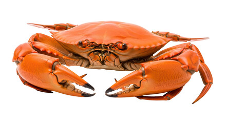 Isolated cooked Chesapeake Bay blue crab ready to eat, a popular seafood and regional food