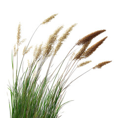 Elegant plumes of pampas grass waving gently in a whimsical field, isolated on transparen background (PNG)