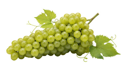 Isolated green grapes with leaves on a sprig, fresh, healthy snack, sweet fruit nutrition