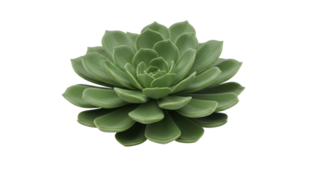 Isolated lush green rosette succulent, with spiraling leaves, against a plain backdrop