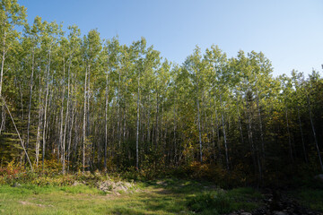 A scenic view of tall aspen trees in northern Minnesota, with slender white trunks and green leaves in a peaceful forest setting.