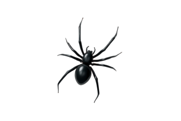 Black widow spider in dark mysterious lighting on isolated white background for arachnid documentation