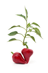 Red chili pepper plant with two peppers isolated on white background.