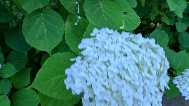 Hydrangea arborescens - inflorescence with many white flowers