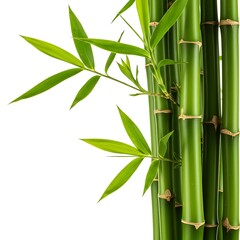on with field leaves background of Green isolated white bamboo with full depth  Japan