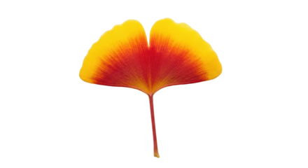 Isolated autumnal ginkgo biloba leaf with red stem, yellow edges, in color gradient autumn