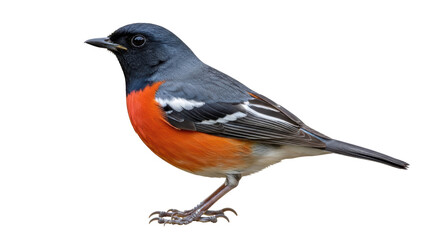 Isolated orange-breasted bird perching, gray and orange robin with black head, isolated