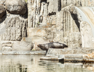 The seal sits on rocks in its enclosure in the Prague Zoo in Czech Republic