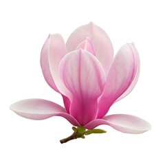 field flower Pink depth on with isolated full of background magnolia white  Natural