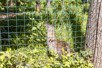 Red Legged Seriema sitting in its enclosure in the Prague Zoo in Czech Republic