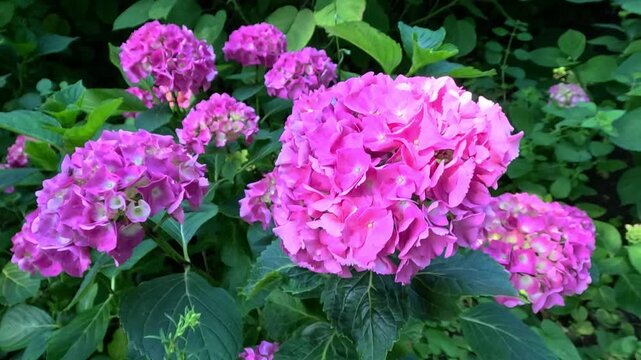 Hydrangea arborescens - inflorescence of decorative hybrid with pink flowers