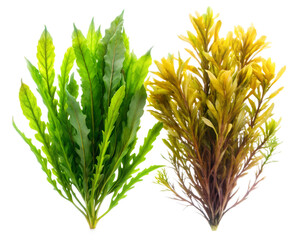Two aquarium plants, one green and one yellow, isolated on transparent background