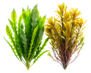 Two aquarium plants, one green and one yellow, isolated on transparent background