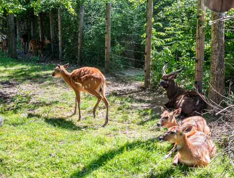 Four West African Sitatunga deer are resting on grass in their enclosure in the Prague Zoo in Czech Republic