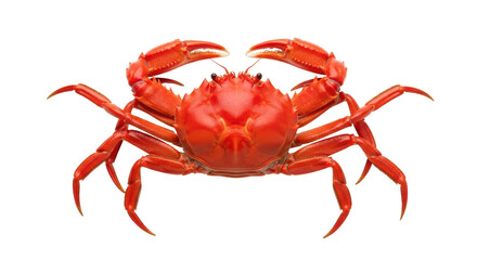 Isolated red crab with claws up, close-up view in studio, seafood restaurant delicacy