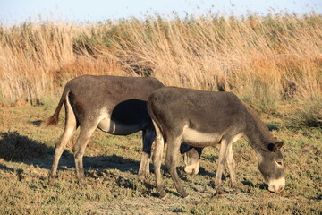Two Donkeys Grazing in the Grasslands of Akrotiri Marsh, Limassol, Cyprus